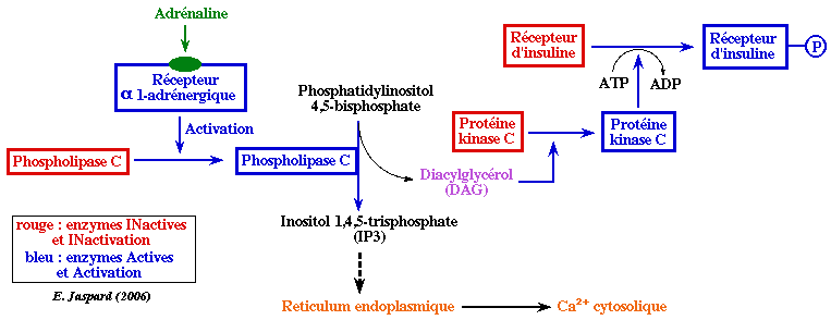 regulation metabolisme glucose glucagon phosphoglucomutase glycogene phosphorylase insuline tyrosin DOPA epinephrine adrenaline biochimej