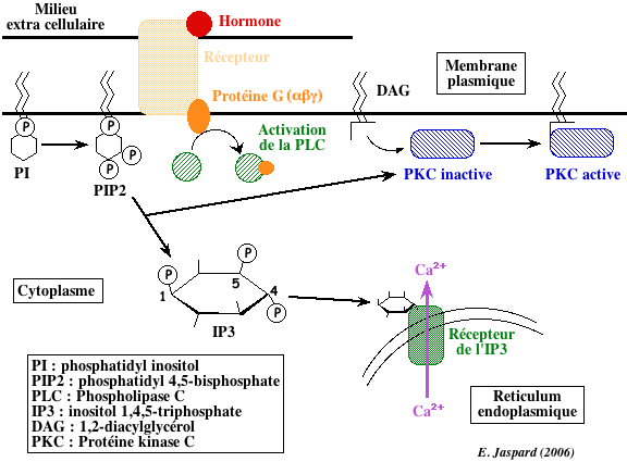 Regulation inositol 1,4,5-triphosphate IP3 diacylglycerol DAG calcium metabolisme glucose glucagon phosphoglucomutase glycogene phosphorylase insuline epinephrine adrenaline biochimej