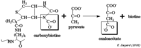 biotine pyruvate carboxylase regulation metabolisme synthese glucose neoglucogenese neoglucogenesis gluconeogenesis regime alimentaire diet biochimej