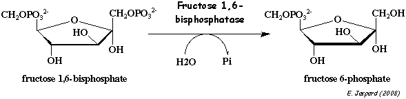 Reaction fructose-1,6-bisphosphatase PEPCK regulation metabolisme synthese glucose neoglucogenese neoglucogenesis gluconeogenesis regime alimentaire diet biochimej