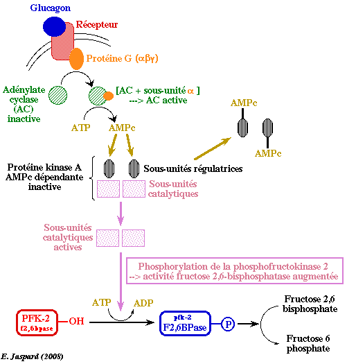 glucagon regulation metabolisme synthese glucose neoglucogenese neoglucogenesis gluconeogenesis regime alimentaire diet biochimej