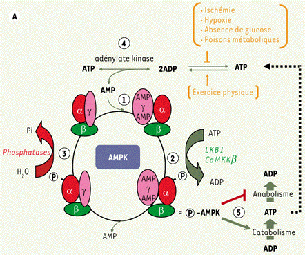 AMPK AMP kinase active amp energy energie metabolisme energetique homeostasie homeostasy glucose signalisation cholesterol regime triglyceride diet bateman CBS ghreline adipokine LKB1 effort muscle leptin ghrelin biochimej