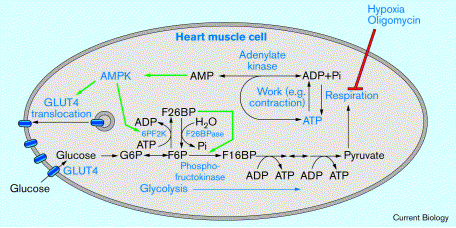 AMPK AMP kinase active amp energy energie metabolisme energetique homeostasie homeostasy glucose signalisation cholesterol regime triglyceride diet bateman CBS ghreline adipokine LKB1 effort muscle leptin ghrelin biochimej