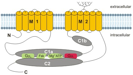 adenylate cyclase AMPc biochimej