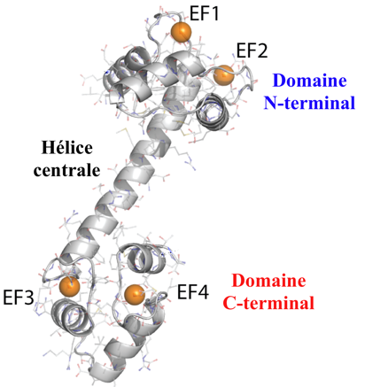 regulation metabolism helice helix motif EF hand calcium binding calmodulin CaM rossmann fold biochimej