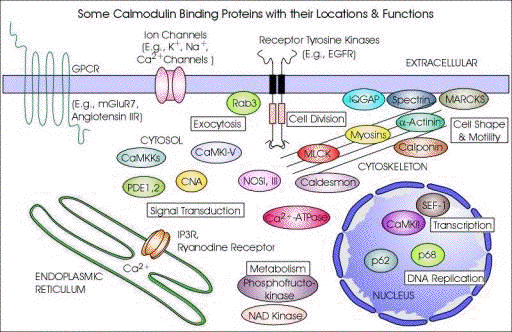 biochimej Protein interaction activation calmodulin