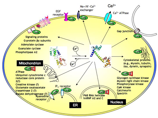 biochimej target protein interaction activation calmodulin