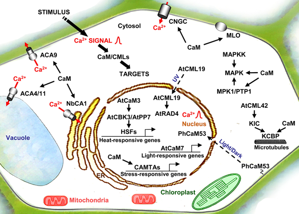 biochimej Protein target interaction activation calmodulin plant