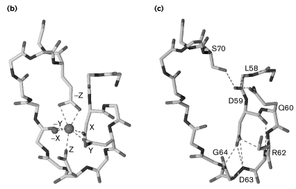 biochimej Geometrie ligand calcium motif EF hand calmodulin CaM biochimej