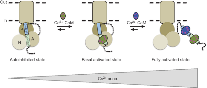 biochimej Activation pompe calcium atpase calmodulin