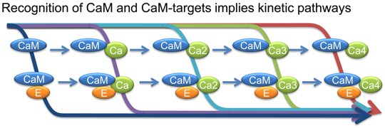 biochimej conformation structure calcium motif EF hand calmodulin CaM biochimej