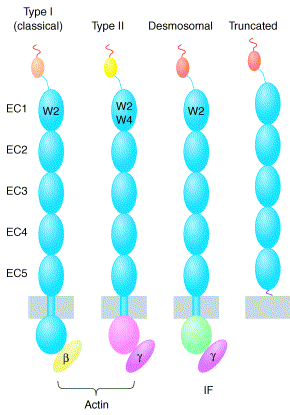 jonction cellule communication superfamille protocadherine cadherine segment extracellulaire amino terminal biochimej