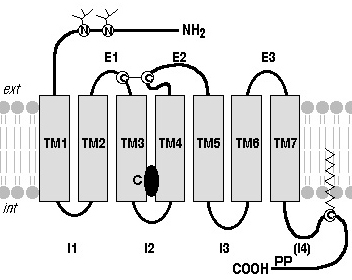 Recepteur RCPG G protein coupled receptor signal biochimej