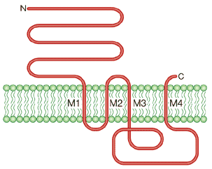 recepteur nicotinique acetylcholine RCPG G protein coupled receptor signal biochimej
