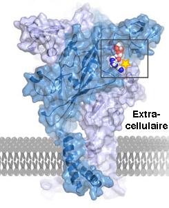 recepteur P2X ATP cell communication neuron RCPG G protein coupled receptor signal biochimej