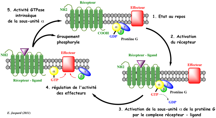 Activation GTP GTPase recepteur RCPG G protein coupled receptor signal biochimej
