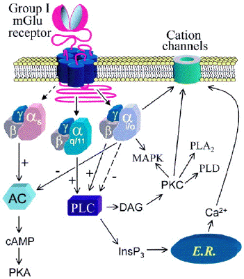 Recepteur glutamate RCPG G protein coupled receptor signal biochimej
