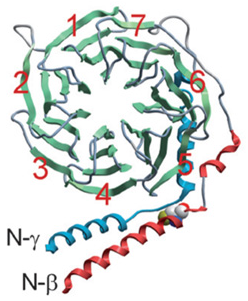 Structure sous unite beta gamma recepteur RCPG G protein coupled receptor signal biochimej