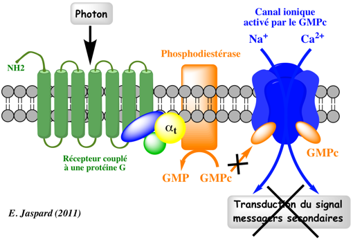 rhodopsine recepteur RCPG G protein coupled receptor signal biochimej