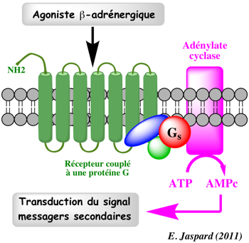 Recepteur beta adrenergique RCPG G protein coupled receptor signal biochimej