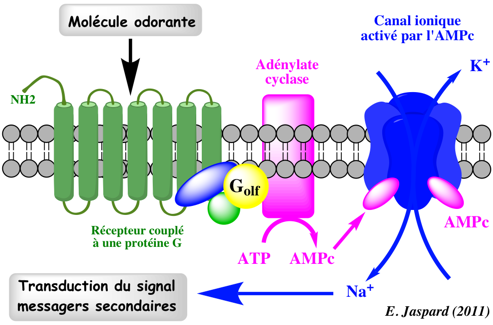 systeme olfactif recepteur RCPG G protein coupled receptor signal biochimej