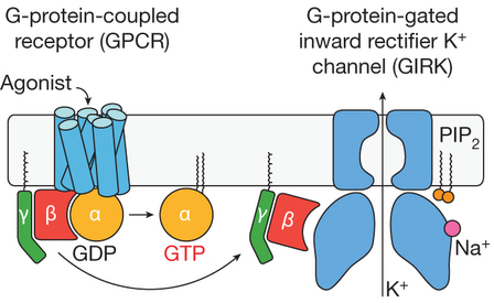 GIRK recepteur RCPG G protein coupled receptor signal biochimej