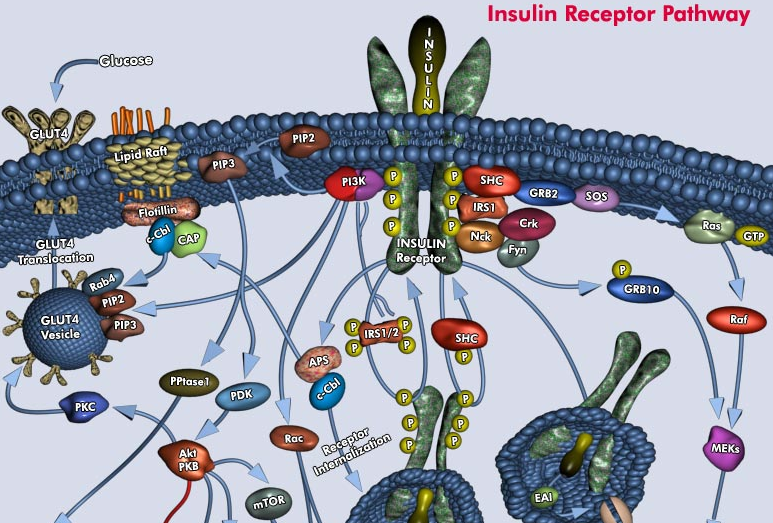 Voies signalisation insuline recepteur insulin proteine tyrosine kinase RCPG G protein coupled receptor signal biochimej