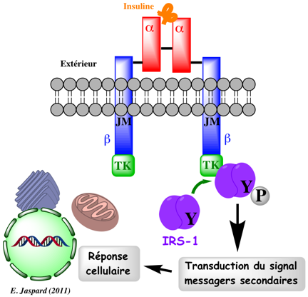 recepteur insulin proteine tyrosine kinase RCPG G protein coupled receptor signal biochimej