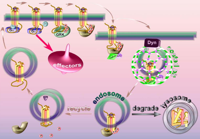RCPG traffic desensitization Recepteur couple proteine G arrestine endosome lysosome biochimej