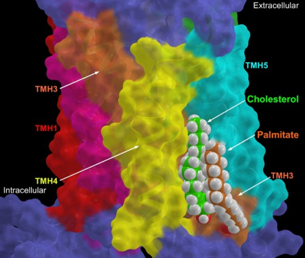 Structure recepteur couple proteine G RCPG GPCR palmitate cysteine biochimej