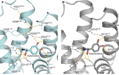 Structure recepteur couple proteine G RCPG GPCR agoniste isoprenaline adrenaline biochimej