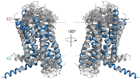 Comparaison structure class A B RCPG GPCR glucagon glucose biochimej