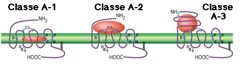 Classe A RCPG signalisation structure membrane recepteur G-protein coupled receptor GPCR classification poche specificite fixation biochimej