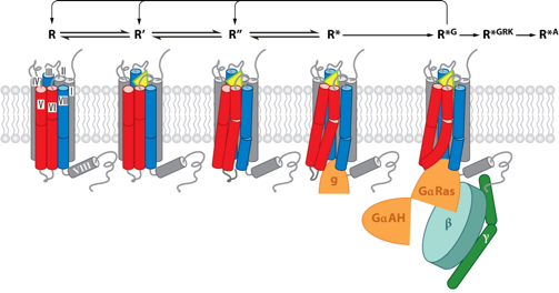 Structure recepteur couple proteine G RCPG GPCR intermediaire intermediate biochimej