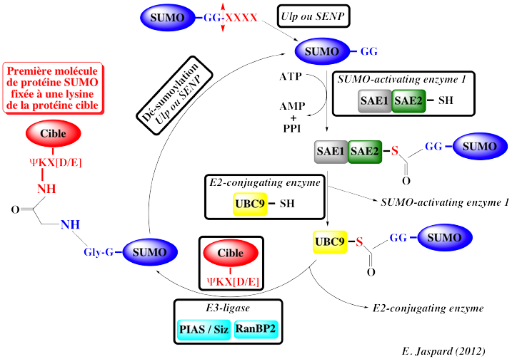 SUMO sumoylation Ulp protease SENP SAE1 SAE2 UBC9 lysine small ubiquitin related modifier post translational modification biochimej