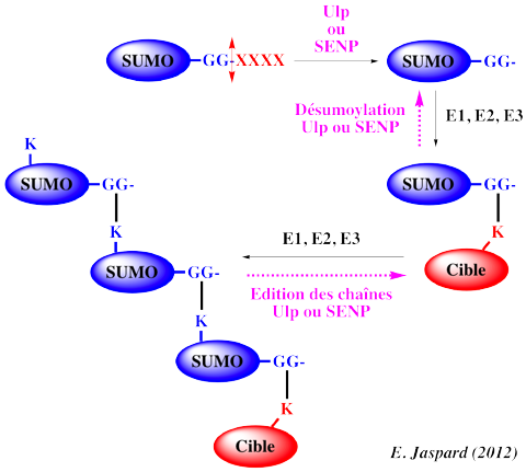 SUMO sumoylation Ulp protease SENP SAE1 SAE2 UBC9 lysine small ubiquitin related modifier post translational modification biochimej