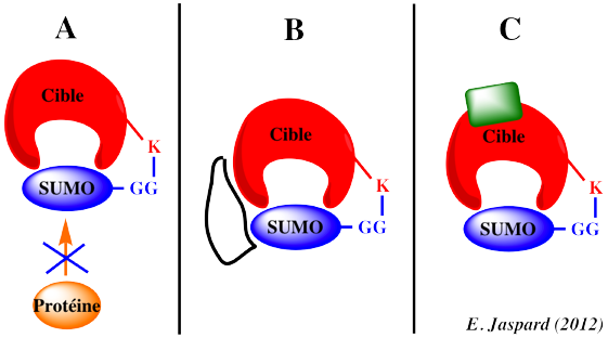 Small ubiquitin related modifier Sumoylation SUMO post translational modification regulation interaction target protein cible protease SENP biochimej