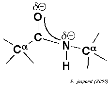 protein structure primaire secondaire tertiaire quaternaire acide amine amino acid relation structure function relationship peptide bond diagramme Ramachandran angle torsion plan biochimej