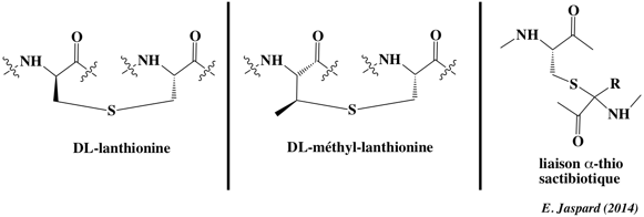 bacteriocine lantibiotique lantibiotic sactibiotique acide amine amino acid biochimej