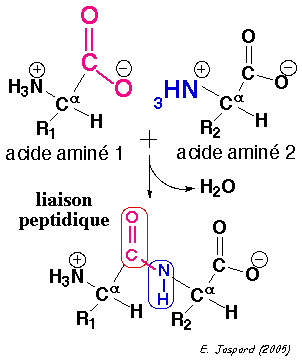 Formation liaison peptidique acide amine amino acid biochimej
