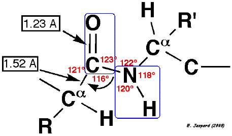 Angle dihedral liaison peptidique acide amine amino acid biochimej