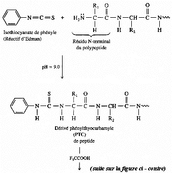 Degradation Edman acide amine amino acid biochimej