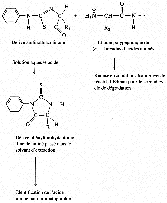 Degradation Edman acide amine amino acid biochimej