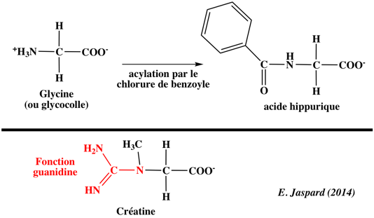 glycine acide amine amino acid chemical reactivity sarcosine creatin biochimej