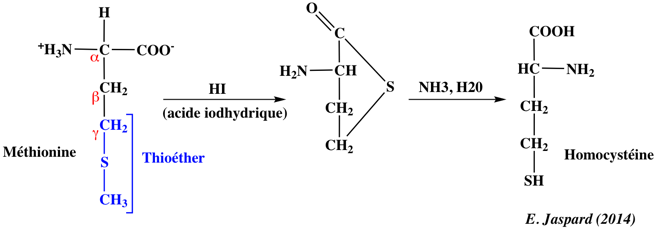 methionine acide amine amino acid chemical reactivity biochimej