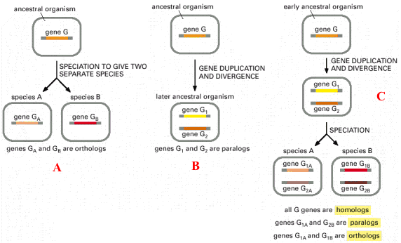 protein function relationship structure amino acid FASTA matrice substitution matrix biochimej