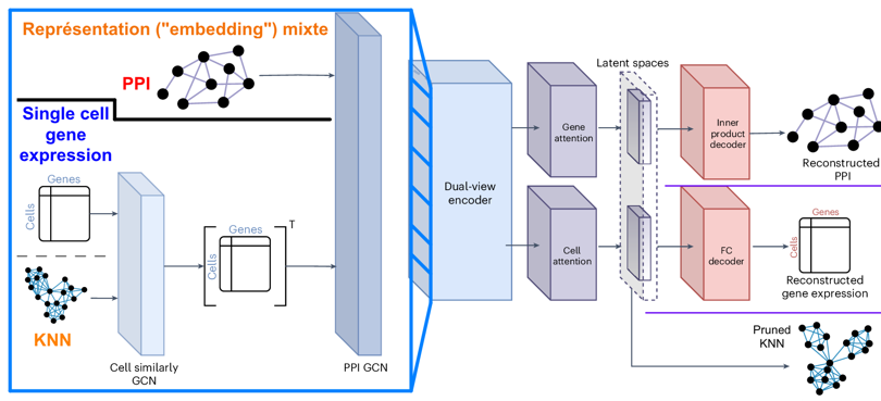 fonction protein attention self-attention layer couche vecteur matrice codage one-hot semantic semantique embedding integration plongement token jeton intelligence artificielle apprentissage profond automatique deep learning traitement langage naturel pLM Large Language Model transformeur transformer biochimej