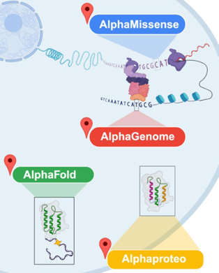DNA ADN nucleotide base pair alphagenome deepmind google intelligence artificielle apprentissage profond deep learning traitement langage naturel transformeur transformer biochimej