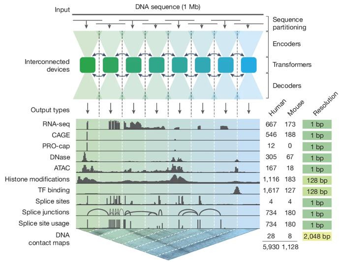 DNA ADN nucleotide base pair alphagenome deepmind google intelligence artificielle apprentissage profond deep learning traitement langage naturel transformeur transformer biochimej