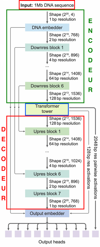 DNA ADN nucleotide base pair alphagenome deepmind google intelligence artificielle apprentissage profond deep learning traitement langage naturel transformeur transformer biochimej